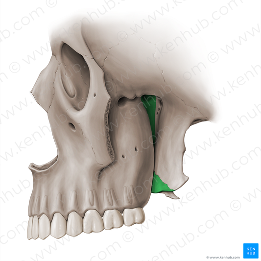 Palatine bone (#18468)