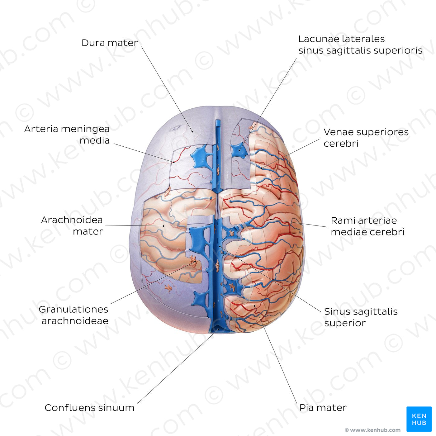 Meninges of the brain (superior view) (Latin)