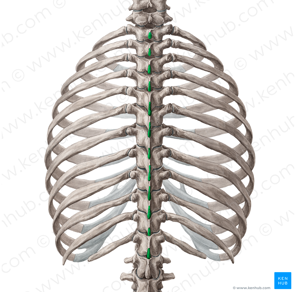 Spinous processes of vertebrae T1-T12 (#8267)