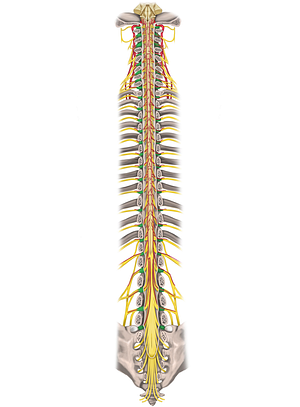Spinal ganglion (#19567)