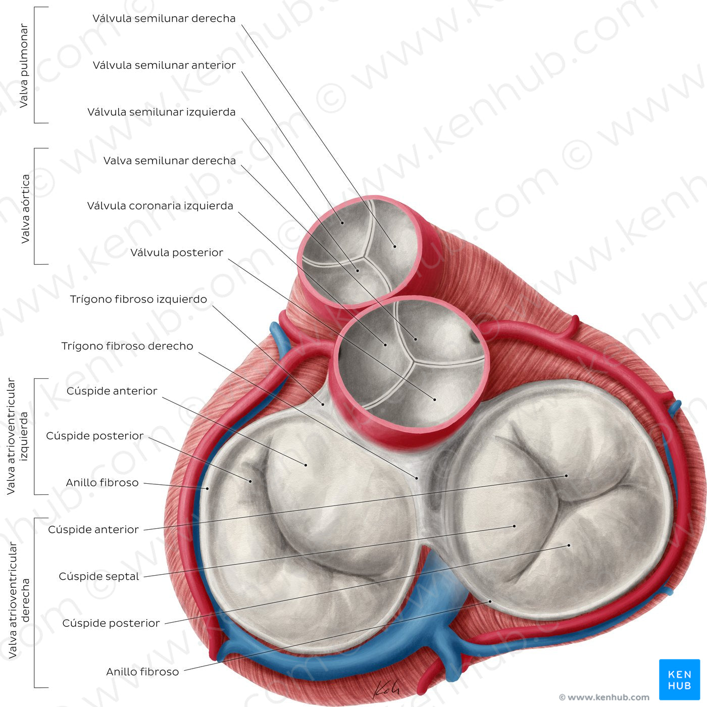 Heart valves (Spanish)