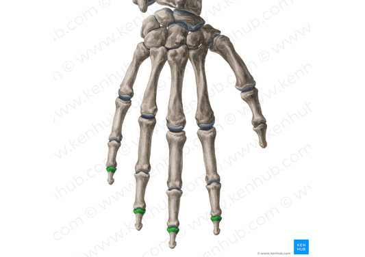 Bases of distal phalanges of 2nd-5th fingers (#2139)