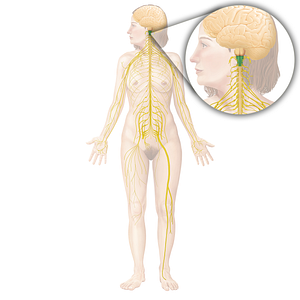 Medulla oblongata (#5002)