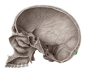 External occipital protuberance (#8389)