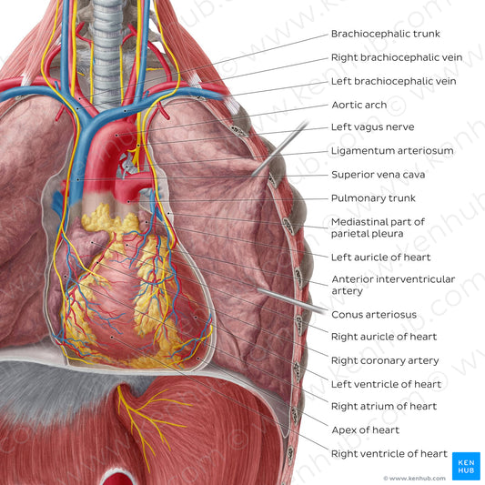 Heart in situ (pericardium removed) (English)