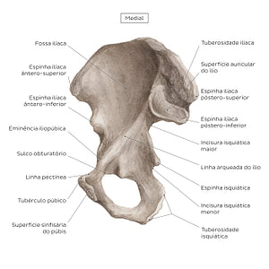 Hip bone (medial view) (Portuguese)