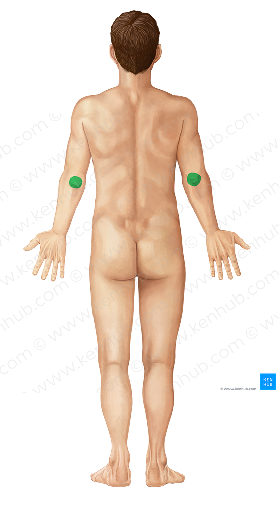 Olecranon of ulna (#7309)