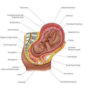 Fetus in utero (German)