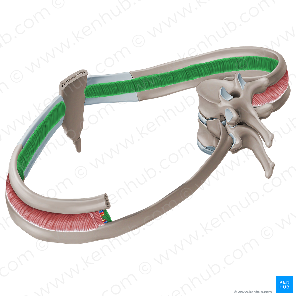 Innermost intercostal muscles (#19116)