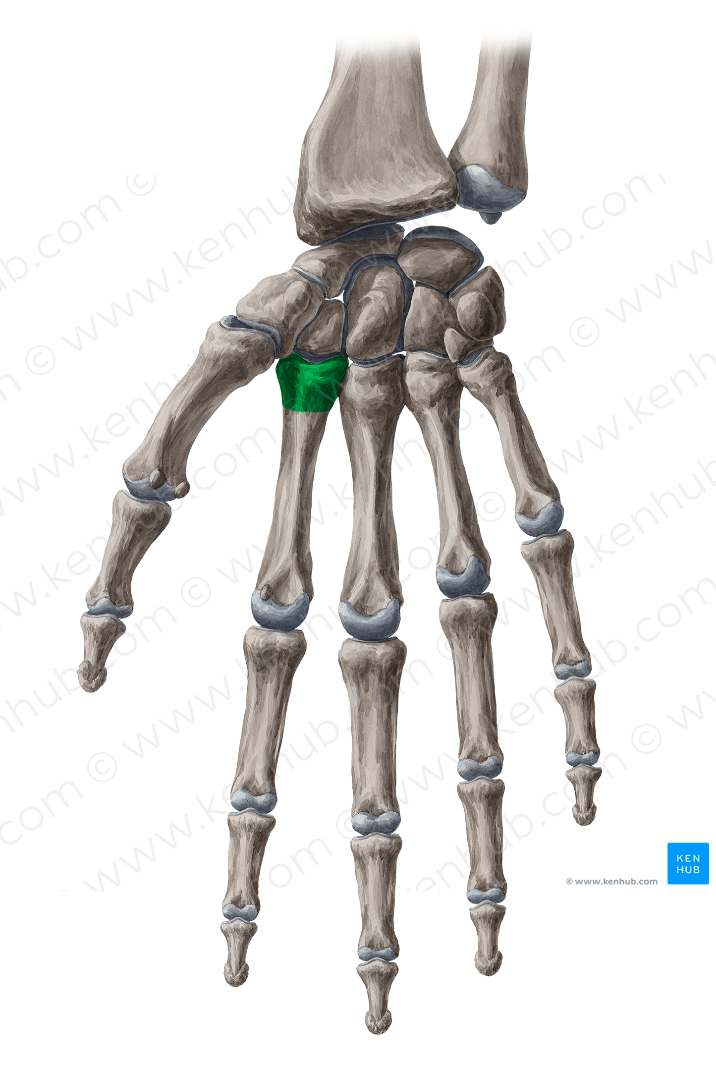Base of 2nd metacarpal bone (#19602)