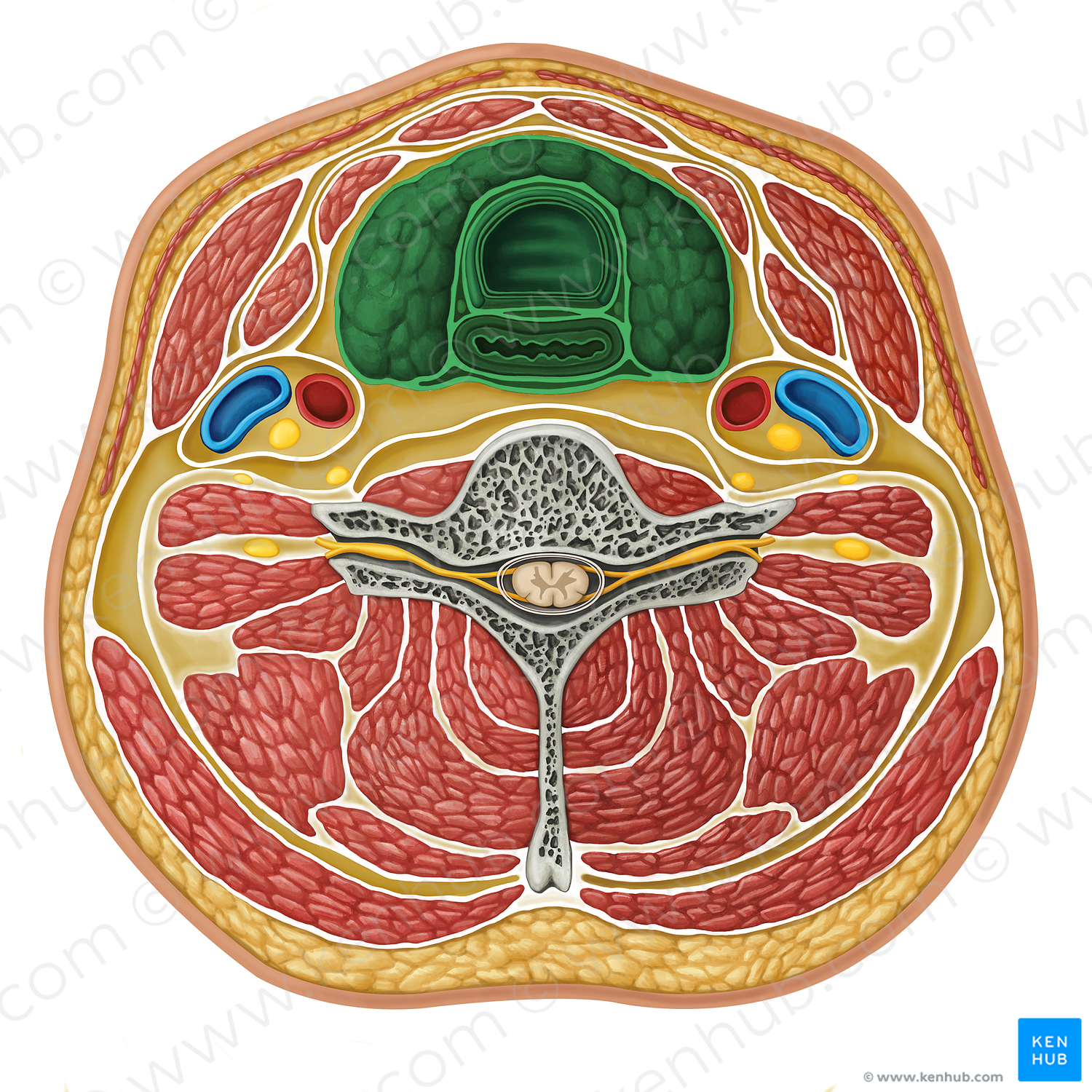 Visceral compartment (#16311)