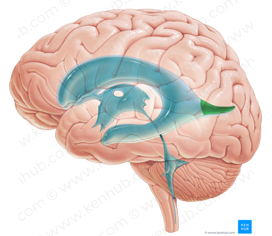 Occipital horn of lateral ventricle (#2870)