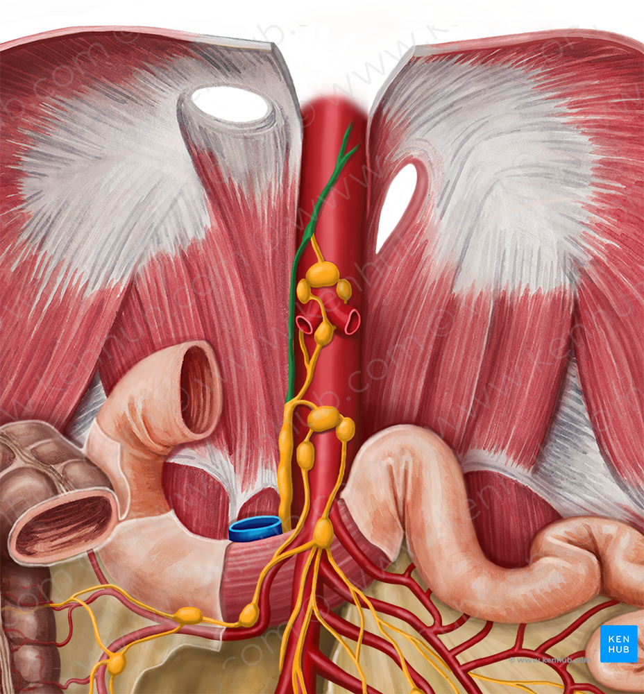 Thoracic duct (#3354)