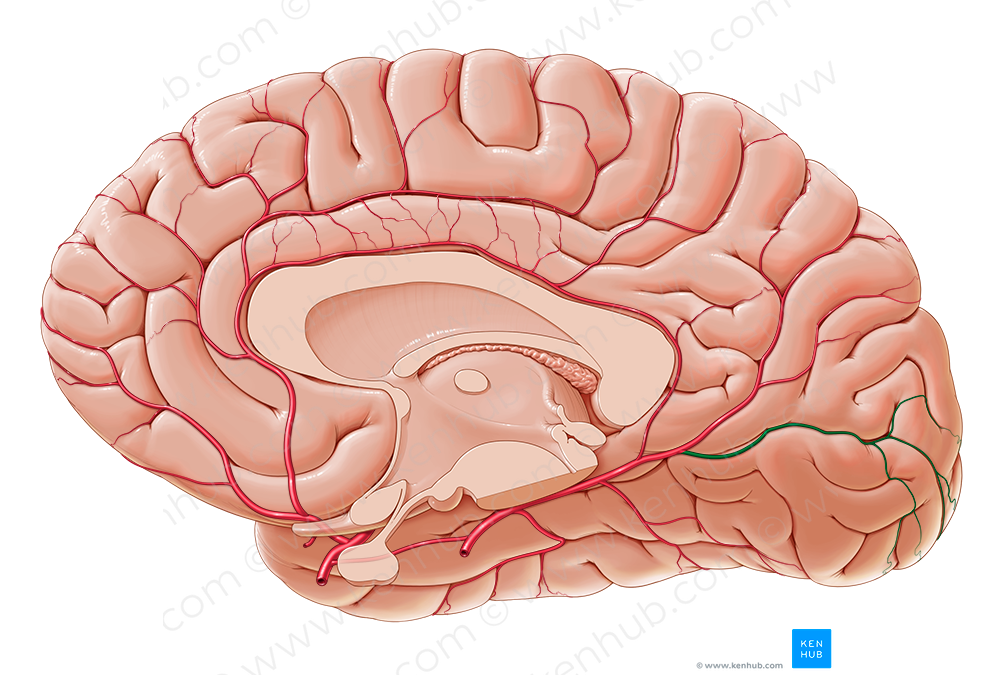 Calcarine branch of medial occipital artery (#8610)
