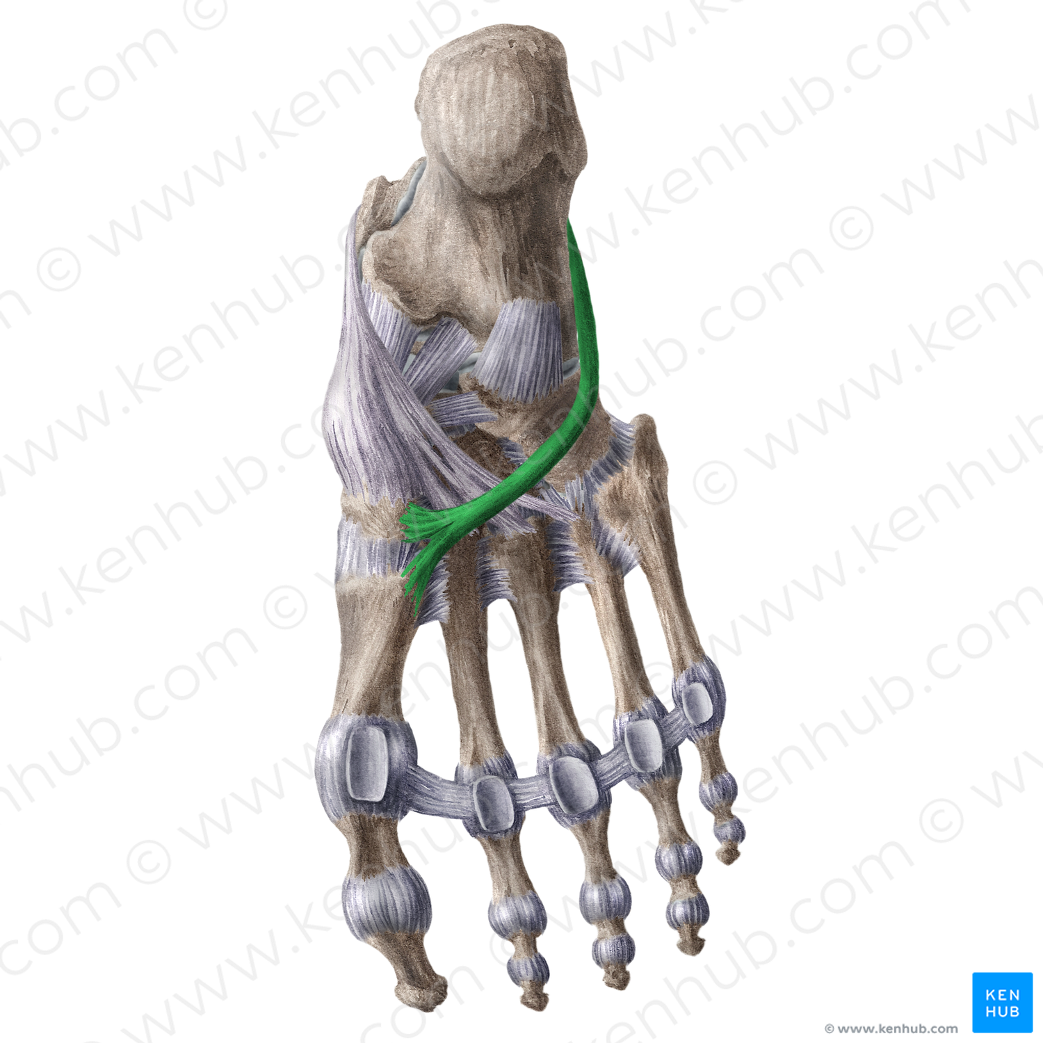 Tendon of fibularis longus muscle (#18611)