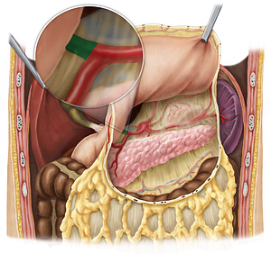 Proper hepatic artery (#1348)