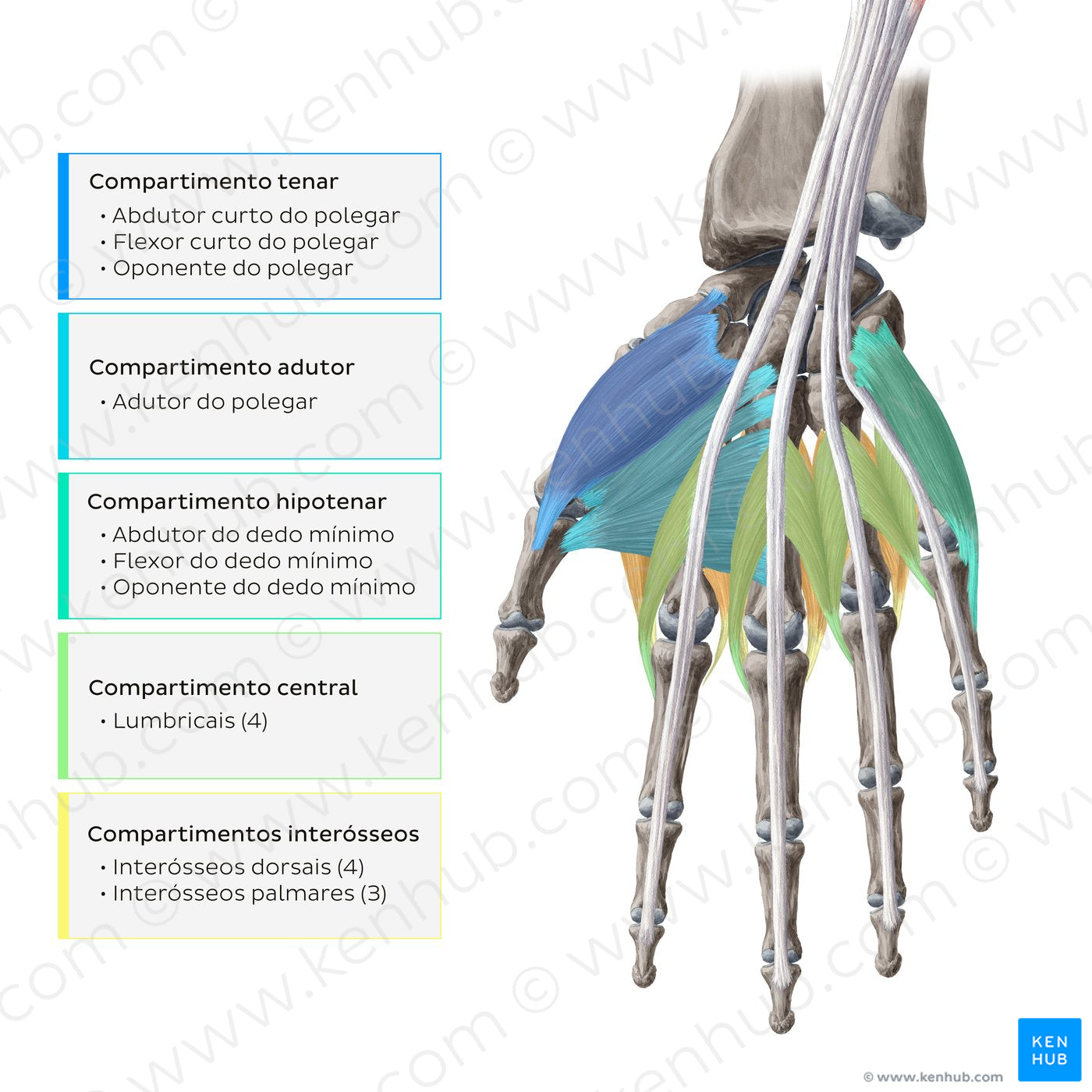 Muscles of the hand: Overview (Portuguese)