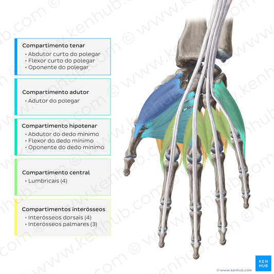 Muscles of the hand: Overview (Portuguese)