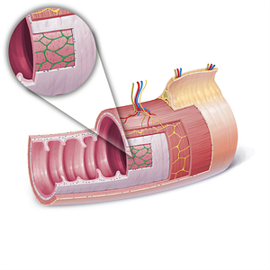 Submucosal plexus (of Meissner) (#21850)