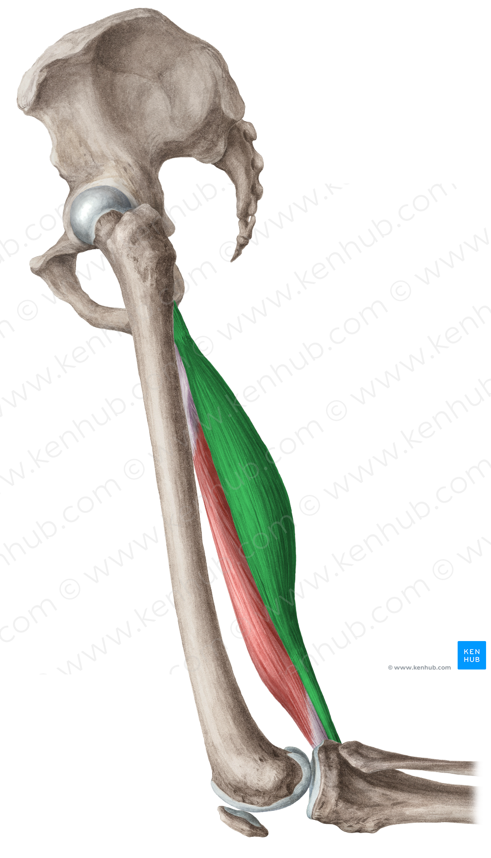 Semitendinosus muscle (#5938)