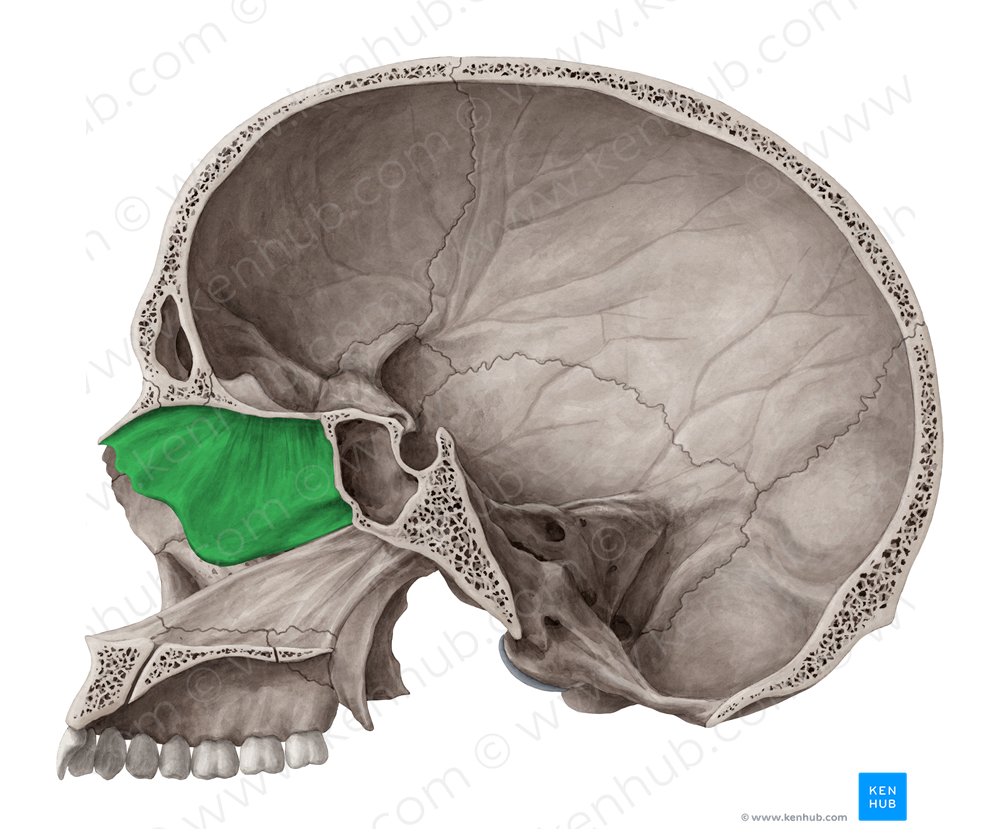 Perpendicular plate of ethmoid bone (#4406)