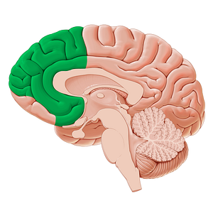 Medial region of prefrontal cortex (#20333)