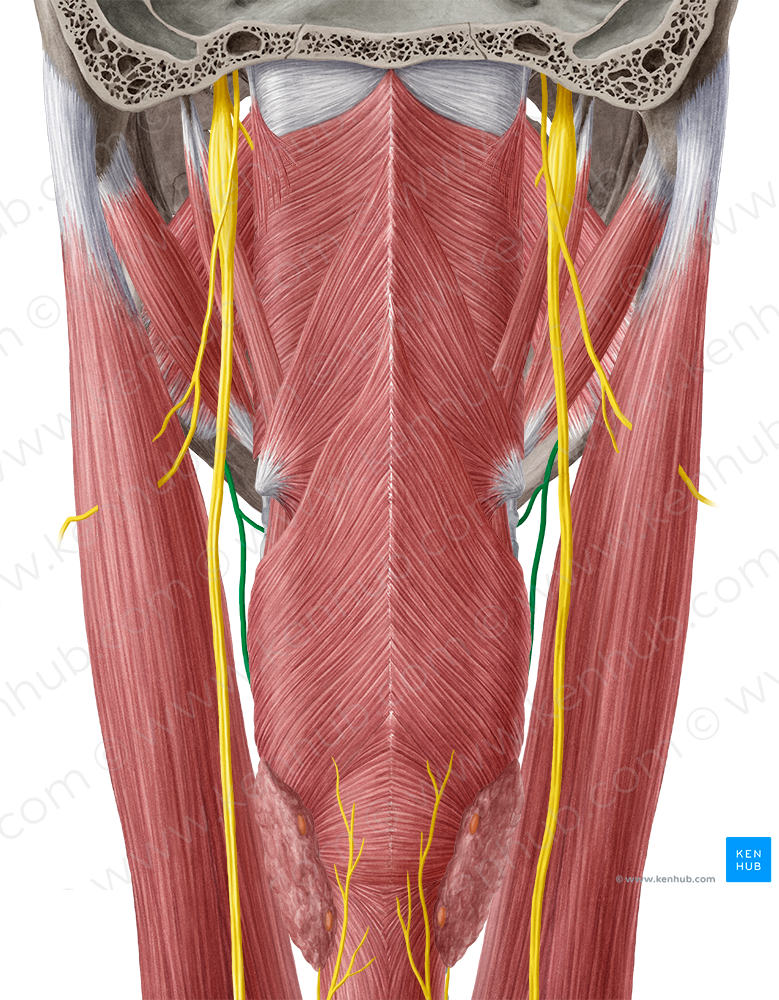 Superior laryngeal nerve (#6529)