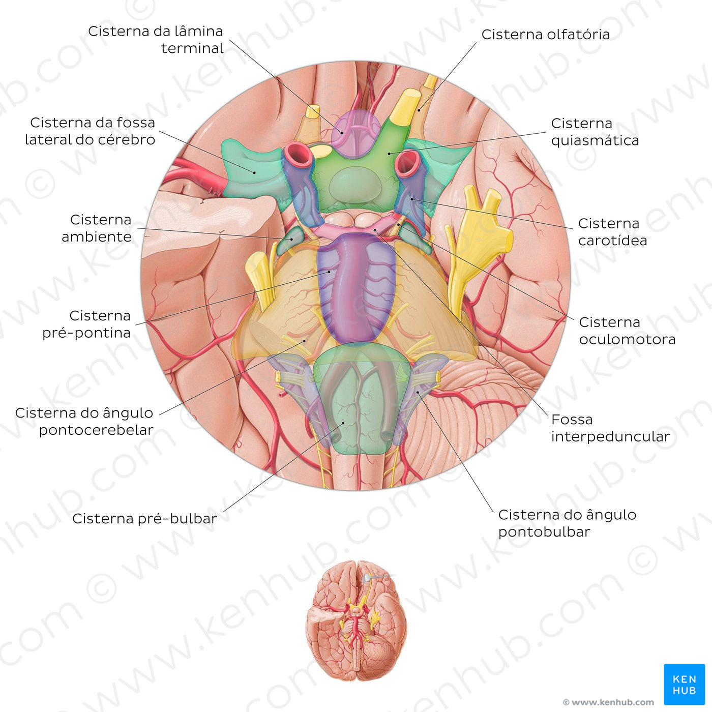 Subarachnoid cisterns of the brain (Inferior view) (Portuguese)
