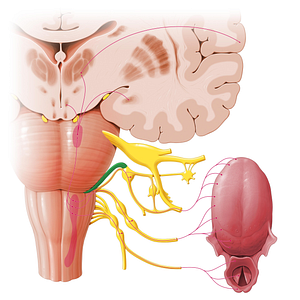 Facial nerve (#6401)