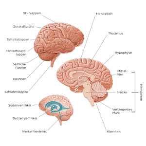 Introduction to the brain (German)