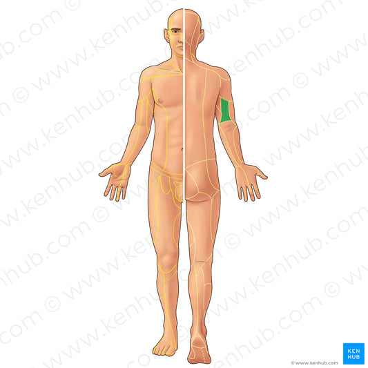 Posterior brachial cutaneous nerve (#21928)