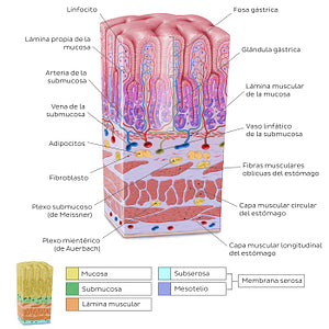 Stomach wall  (Spanish)