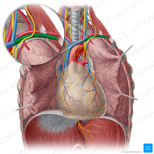 Left subclavian vein (#10607)