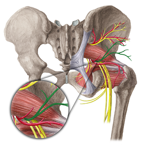 Inferior gluteal nerve (#6445)