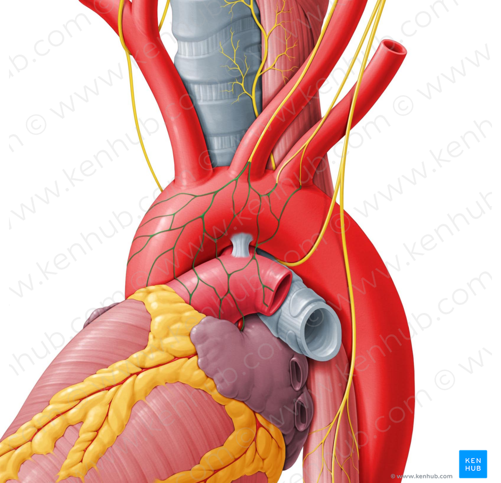 Cardiac plexus (#7962)