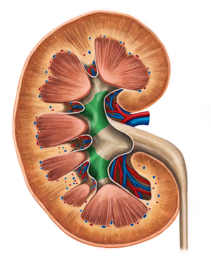 Major renal calices (#2291)