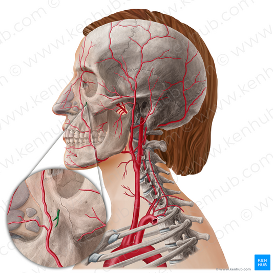 Infraorbital artery (#21791)