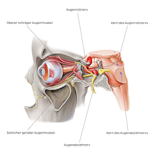 Trochlear and abducens nerve (German)