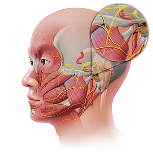 Internal carotid plexus (#7968)