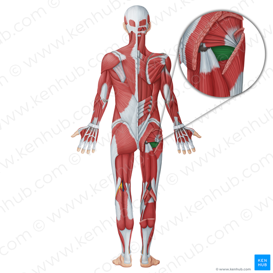 Quadratus femoris muscle (#18728)