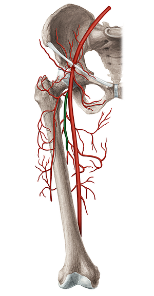 Deep femoral artery (#1653)