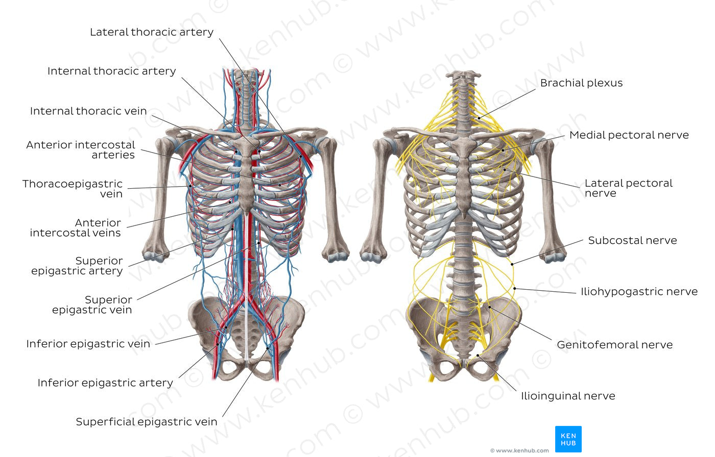 Nerves and vessels of the anterior thoracic wall (English)