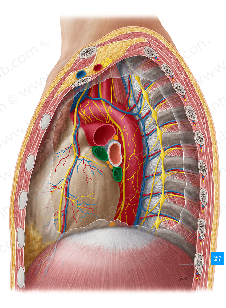 Left pulmonary veins (#10197)