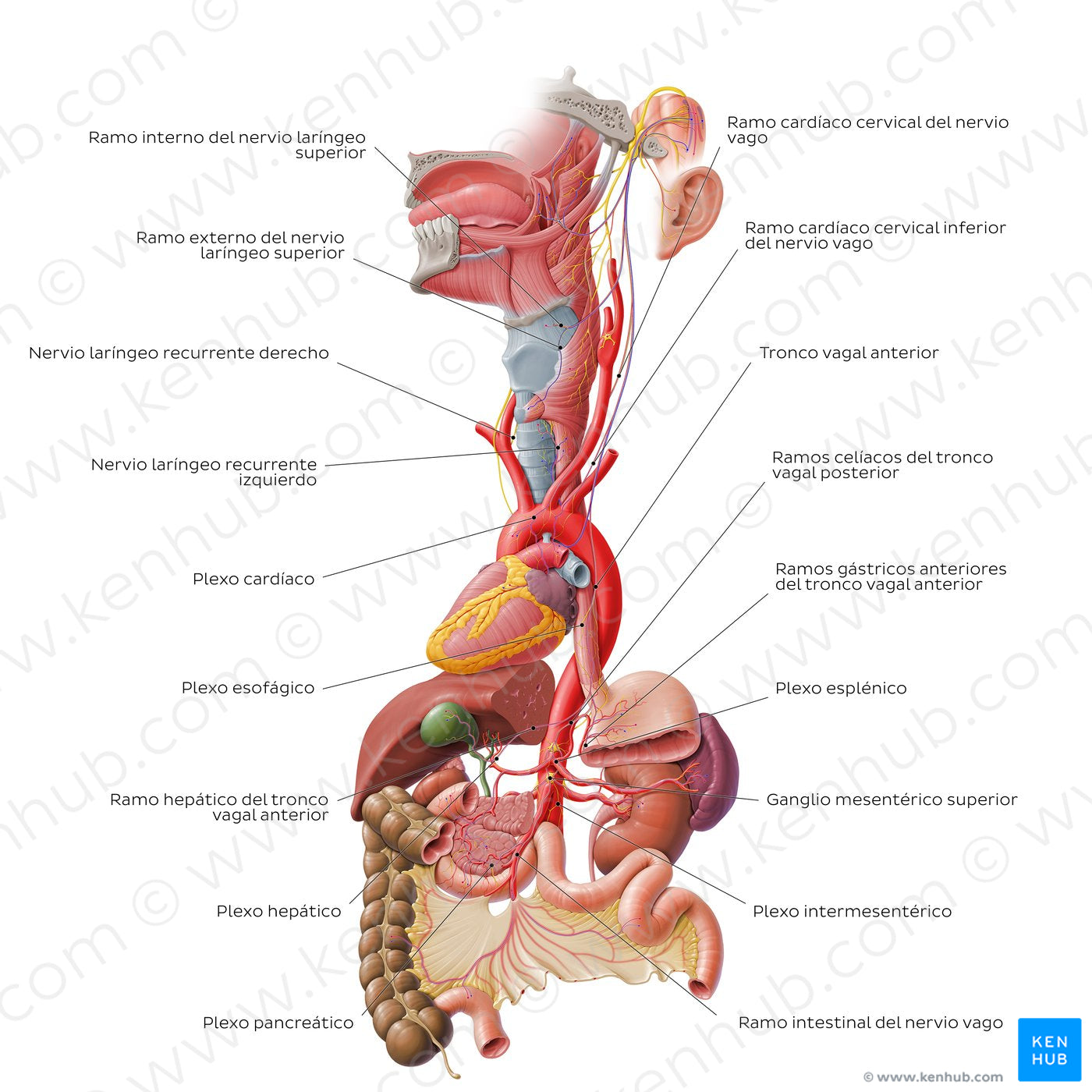 Vagus nerve: lower cervical and thoracoabdominal parts (Spanish)