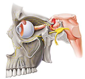 Posterior superior alveolar nerve (#6312)