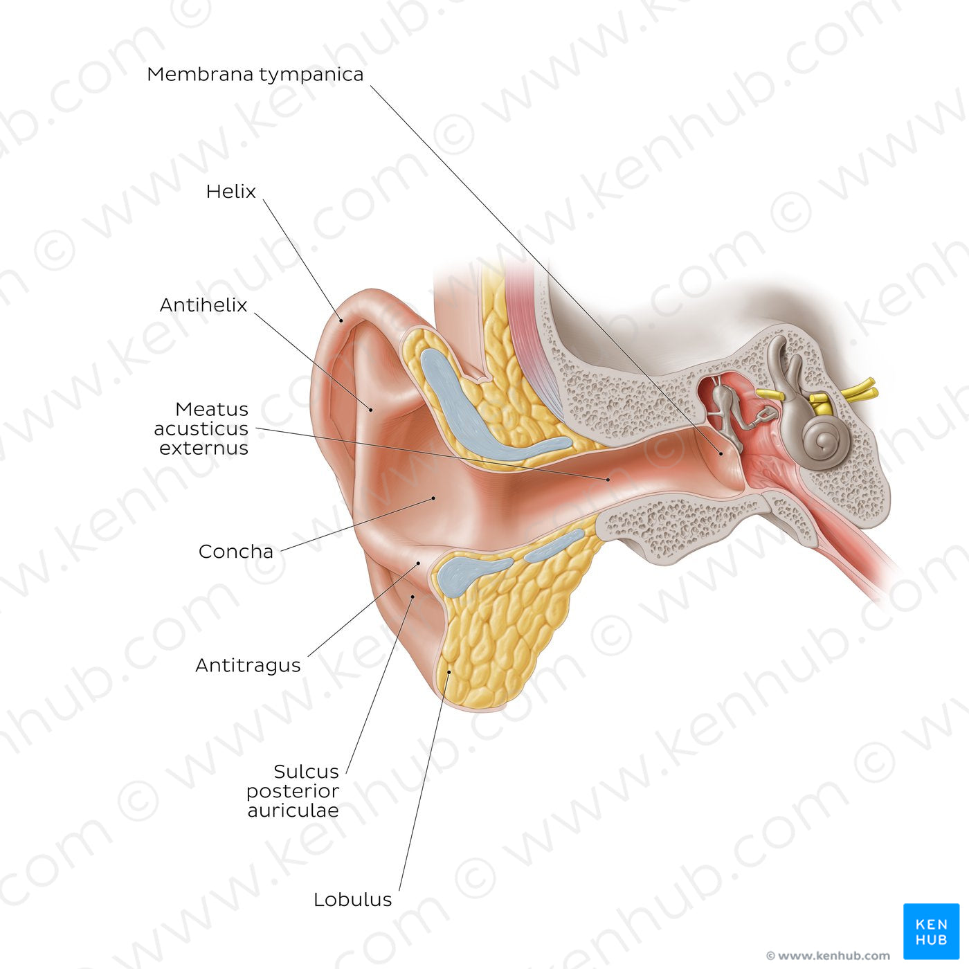 External ear: coronal section (Latin)