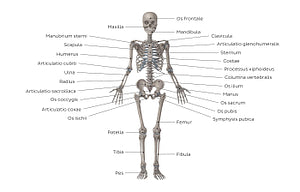 Skeletal system (Latin)