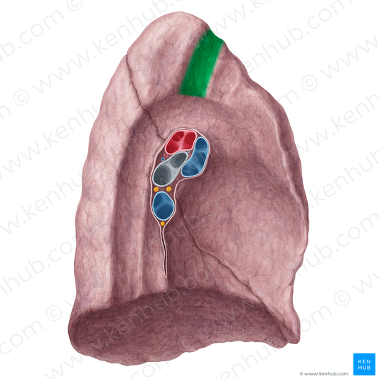 Impression for subclavian artery of left lung (#21328)