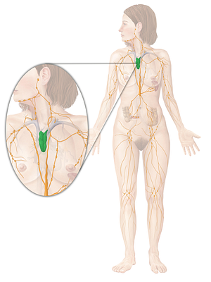 Thymus (#9453)