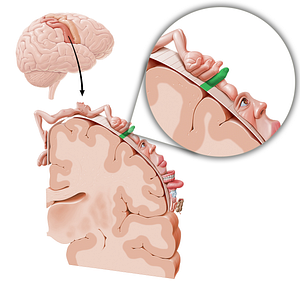 Sensory cortex of index finger (#11048)